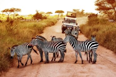 Kenya Vs Tanzania safari.