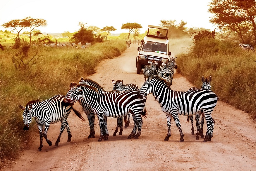 Kenya Vs Tanzania safari.
